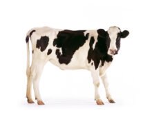 Farm Animal