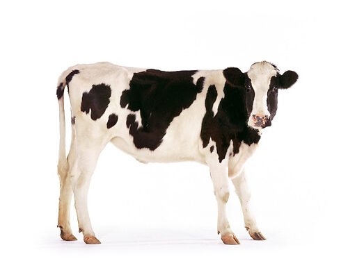 Farm Animal