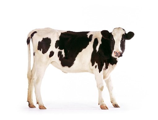 Farm Animal