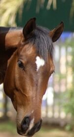 Equine Back
