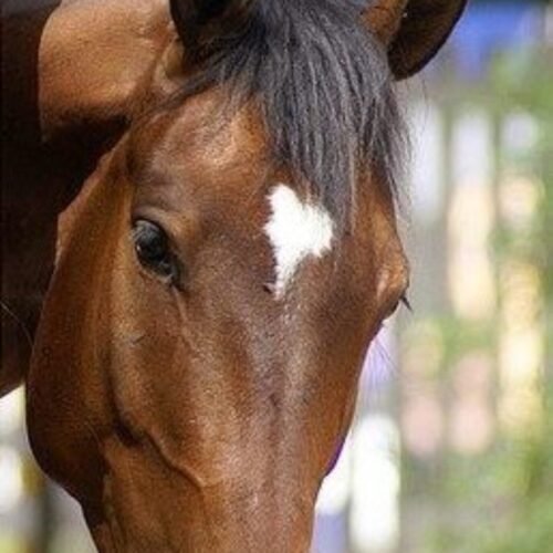 Equine Back