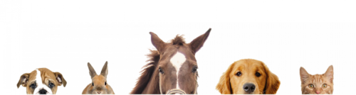 Veterinary Ultrasound