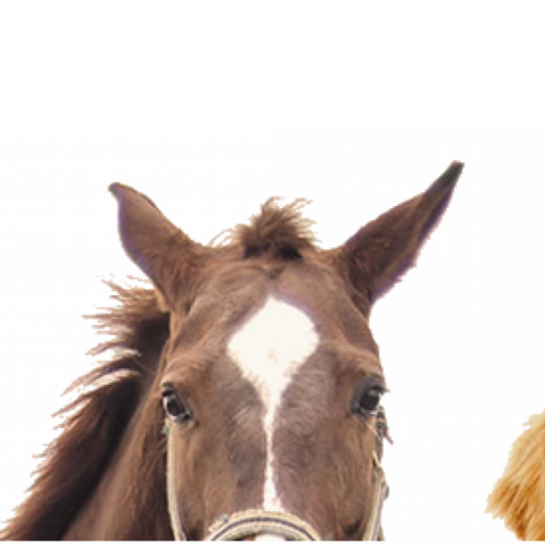 Veterinary Ultrasound