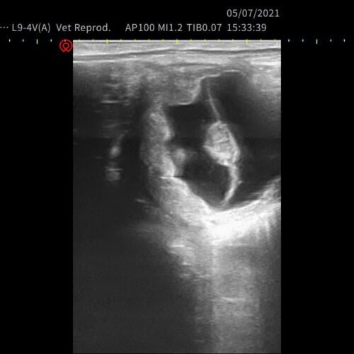 Equine Reproduction