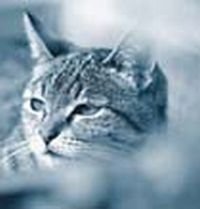 Feline Ultrasound