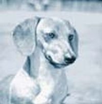 Canine