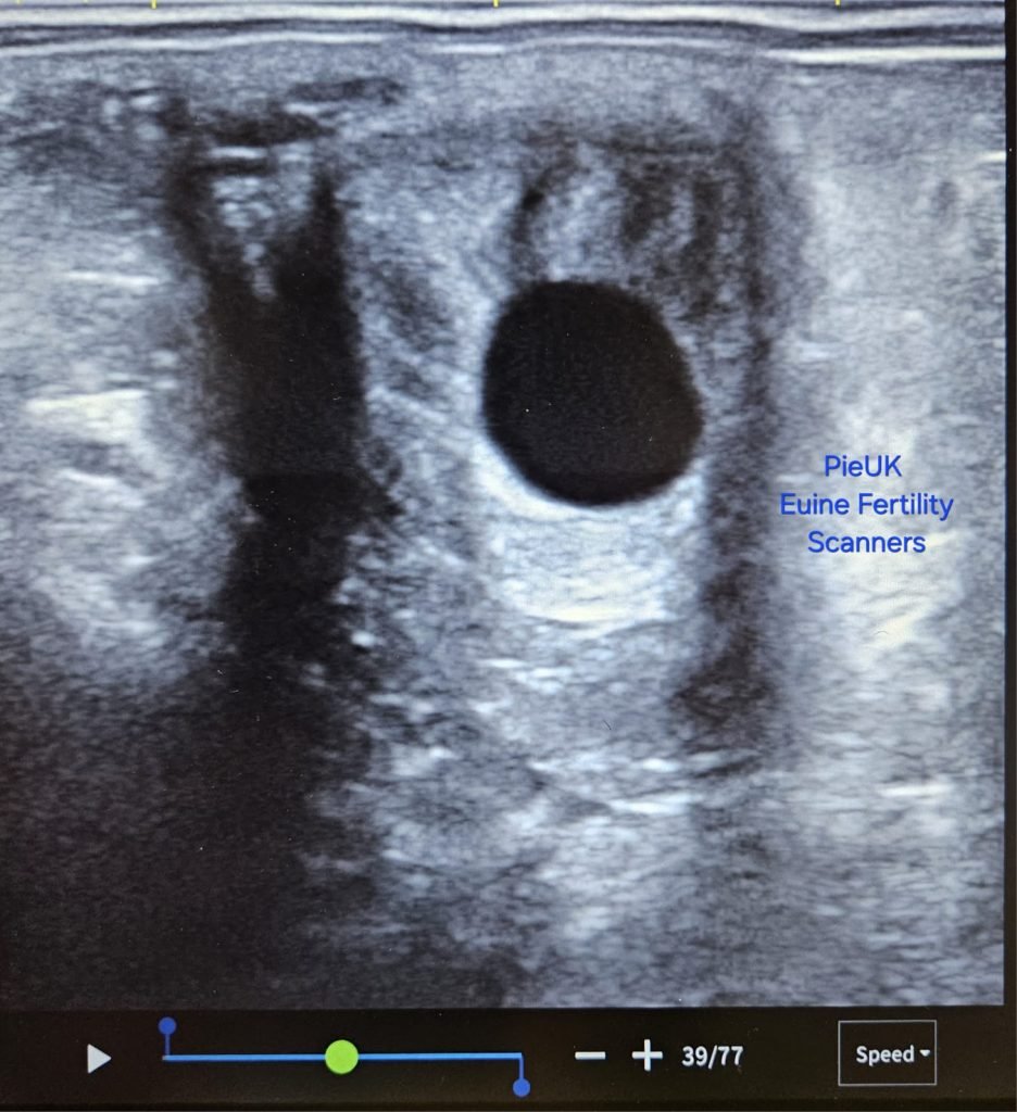 Reproduction Ultrasound Scan equine_reproduction