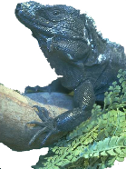 Exotic Animals