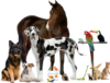 Scanners for Veterinary Practice