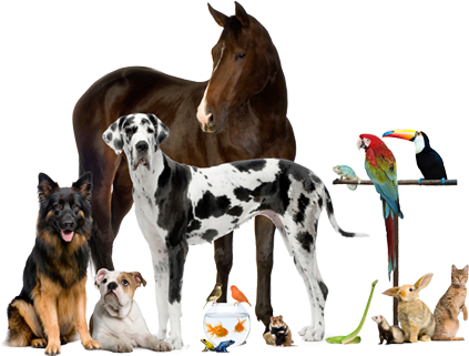Veterinary Products