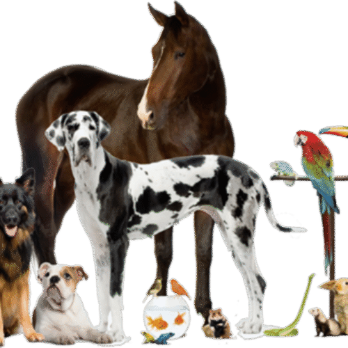 Veterinary Products
